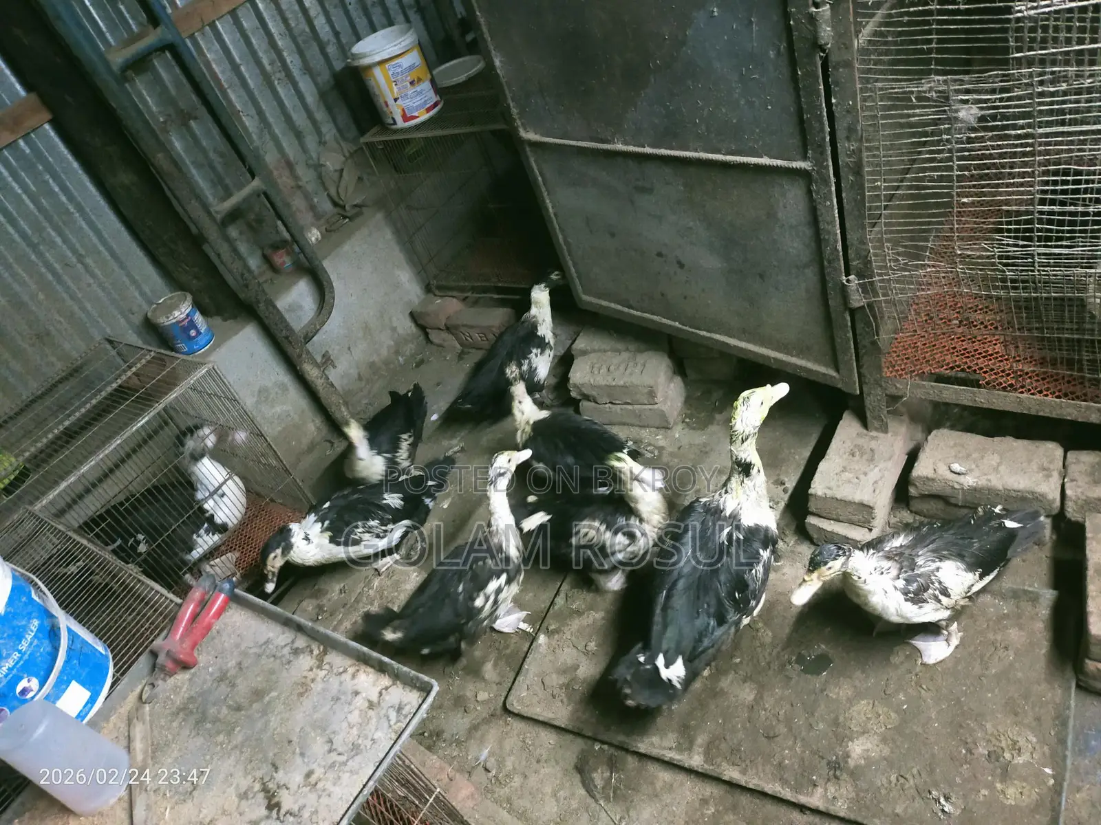 Ducks for Sale