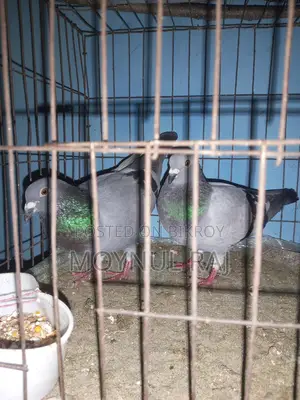 রেসার কবুতর