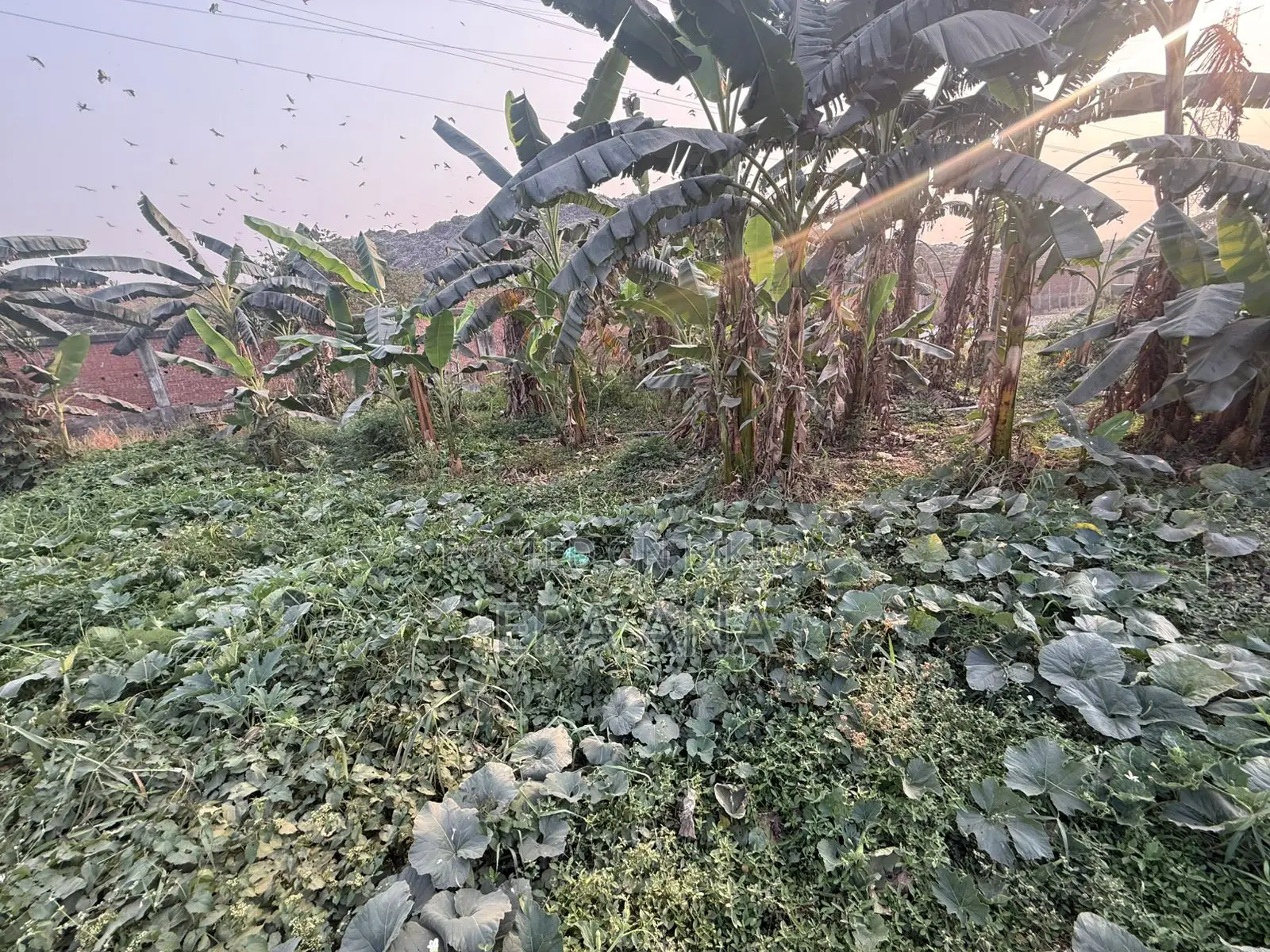 Land for sale