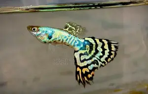 Various Types of Guppy Fish