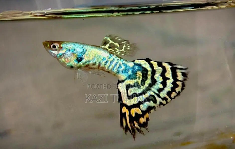Various Types of Guppy Fish
