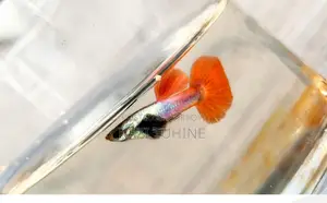 Various Types of Guppy Fish