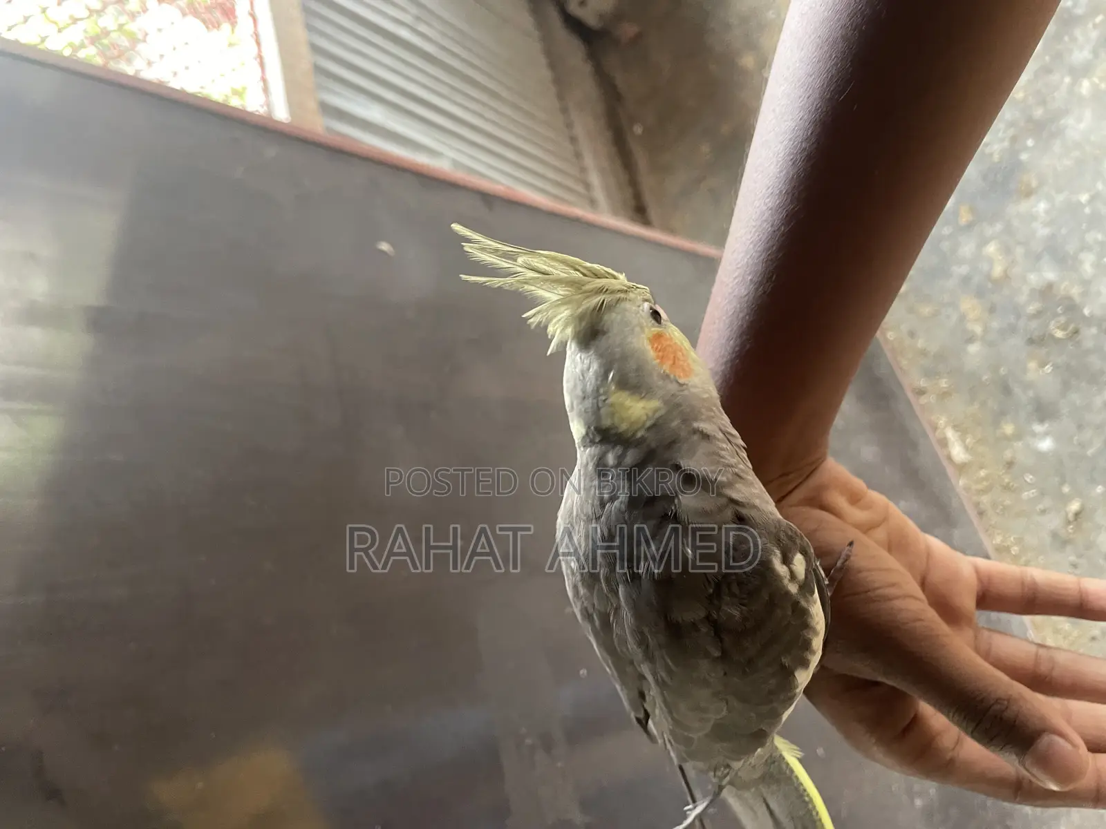 Tame Cocktails for Sale