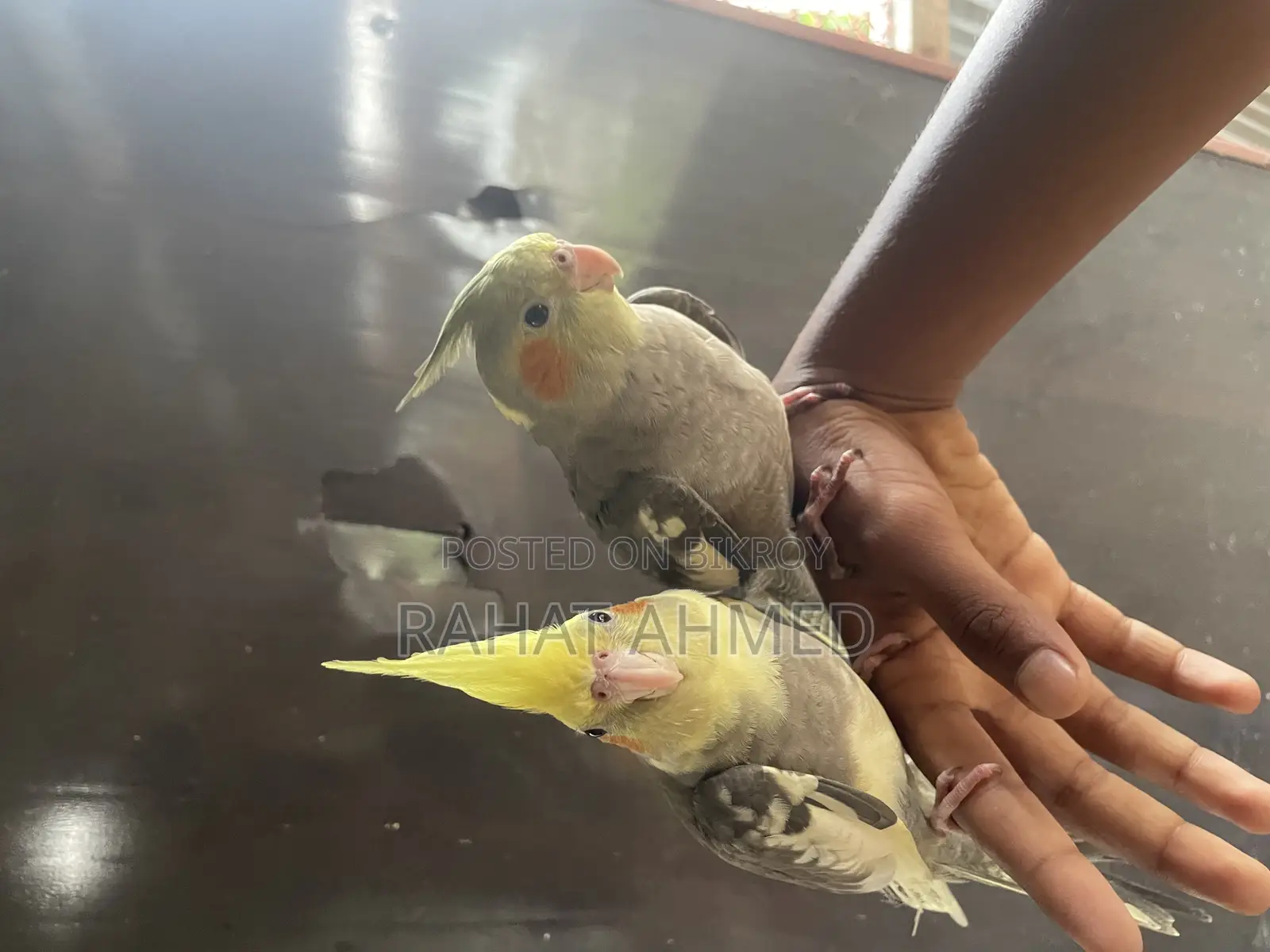 Tame Cocktails for Sale