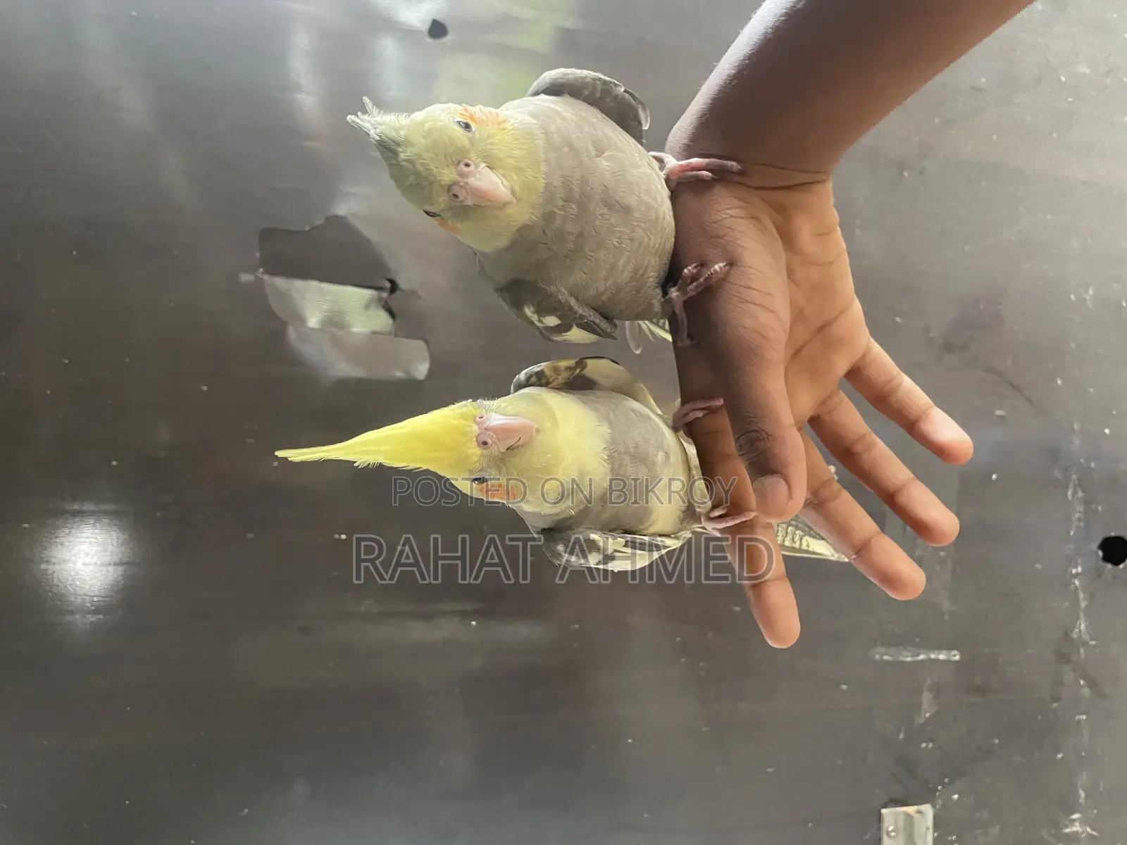 Tame Cocktails for Sale