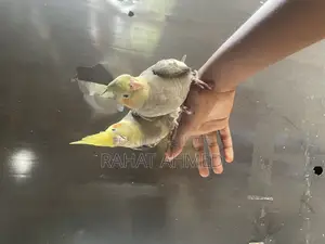 Tame Cocktails for Sale