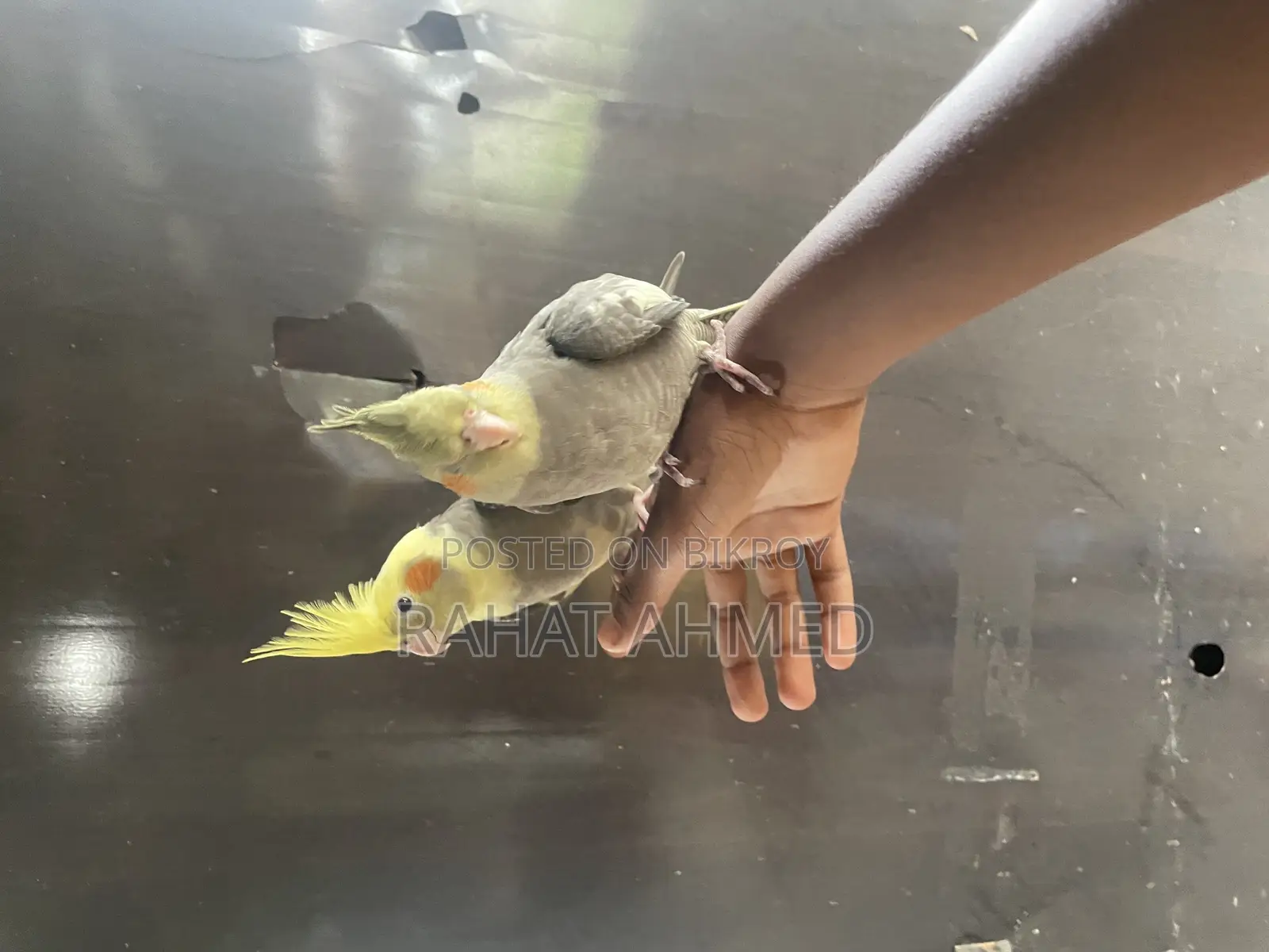 Tame Cocktails for Sale