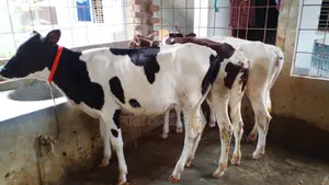১০২০ নং ৩টি বকনা বাছুর ।