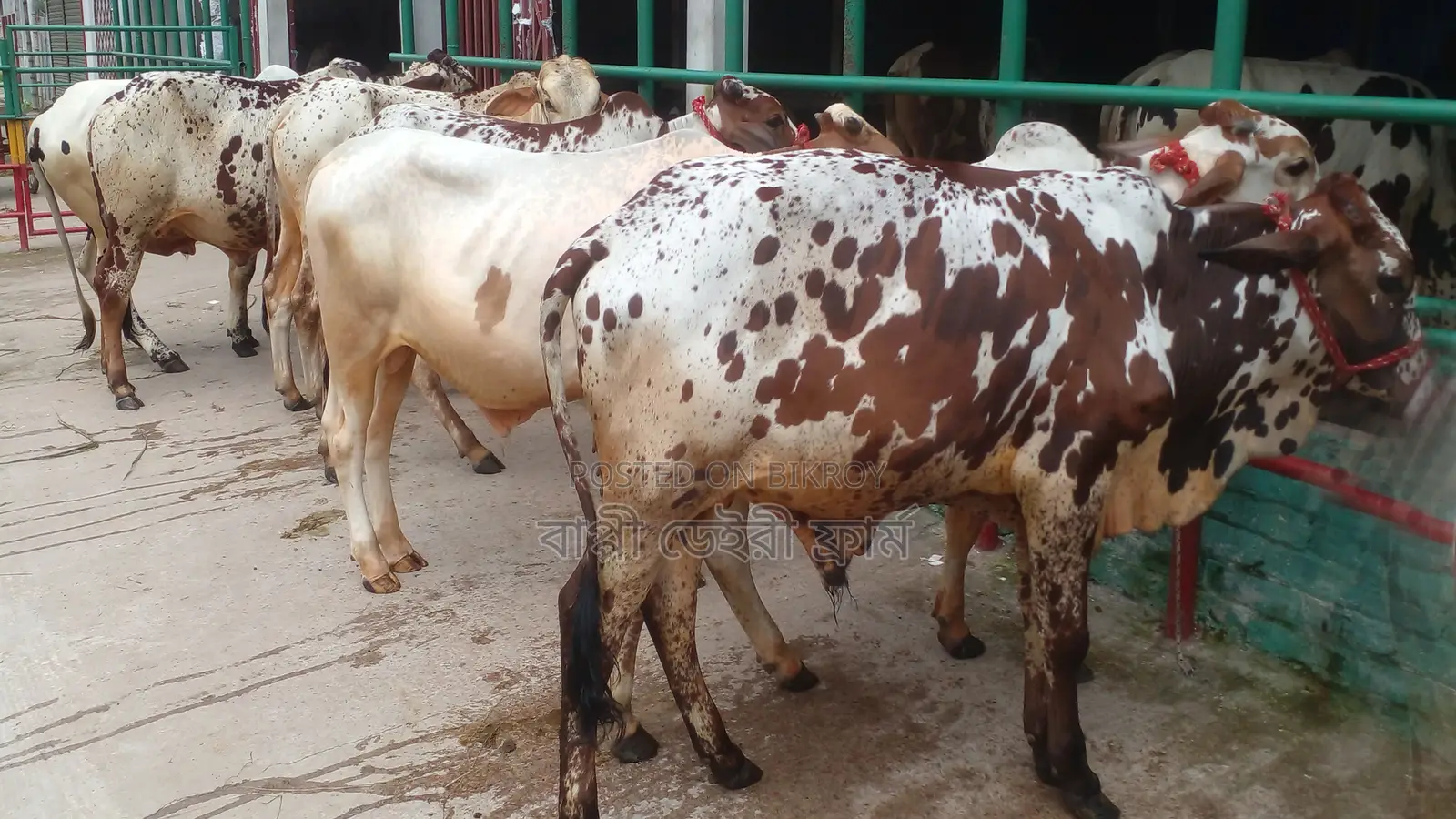 ১০১৯ নং ৭টি এড়ে ষাঁড় বাছুর ।