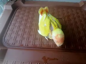 Love Bird