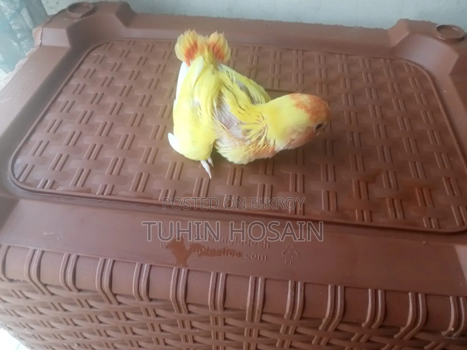 Love Bird