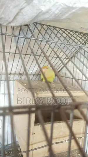 Love Bird With Cage + Breeding Box