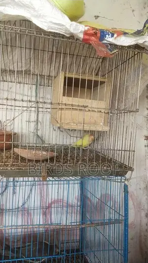 Love Bird With Cage + Breeding Box