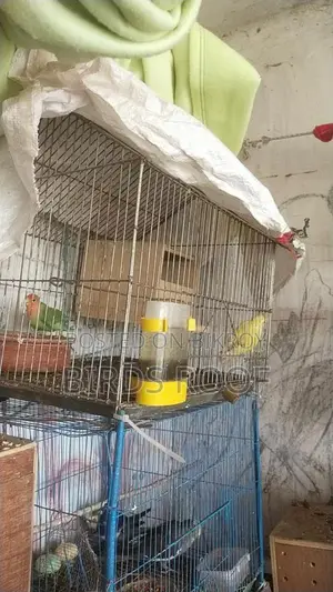 Love Bird With Cage + Breeding Box