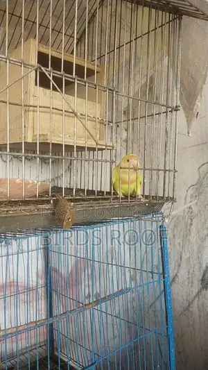 Love Bird With Cage + Breeding Box