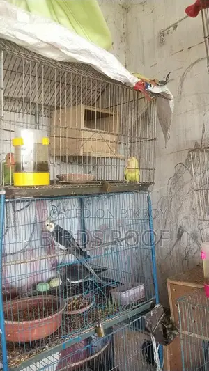 Love Bird With Cage + Breeding Box