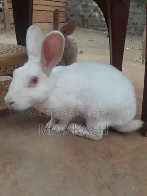 Friendly 2 Pc Female Rabbit