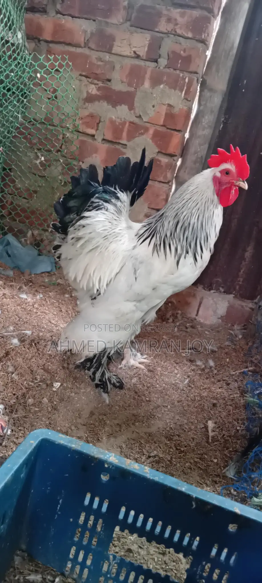 Running Light Brahma Male for Sale