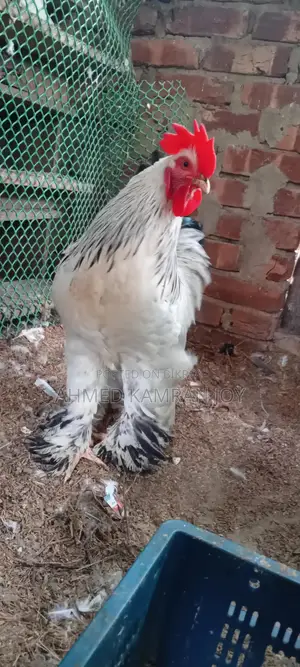 Running Light Brahma Male for Sale