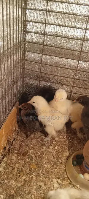 Running Light Brahma Male for Sale