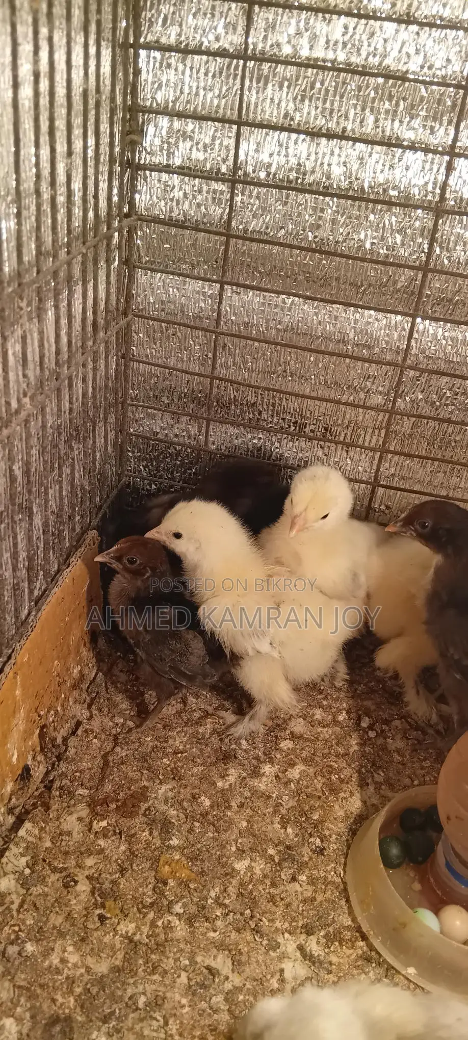 Running Light Brahma Male for Sale
