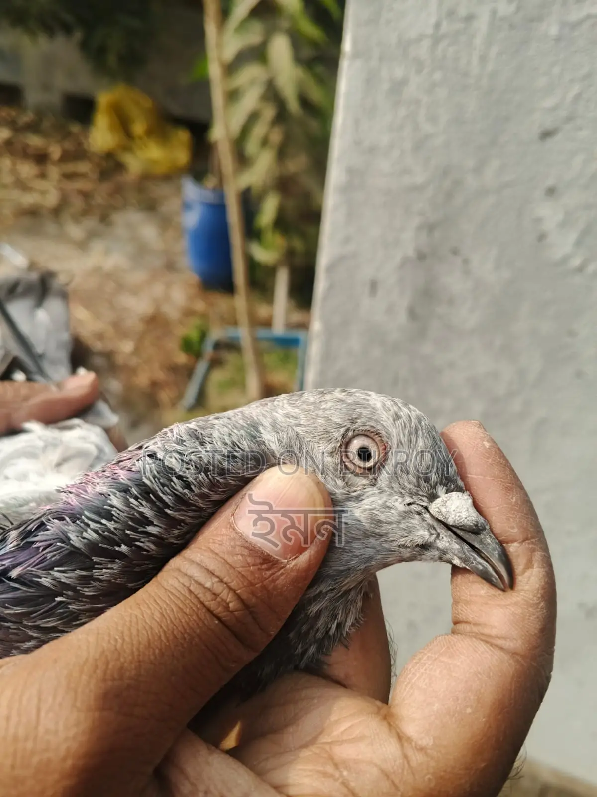Pigeons for sale