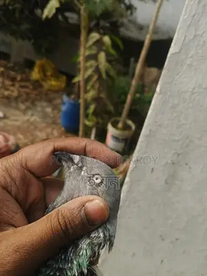 Pigeons for sale