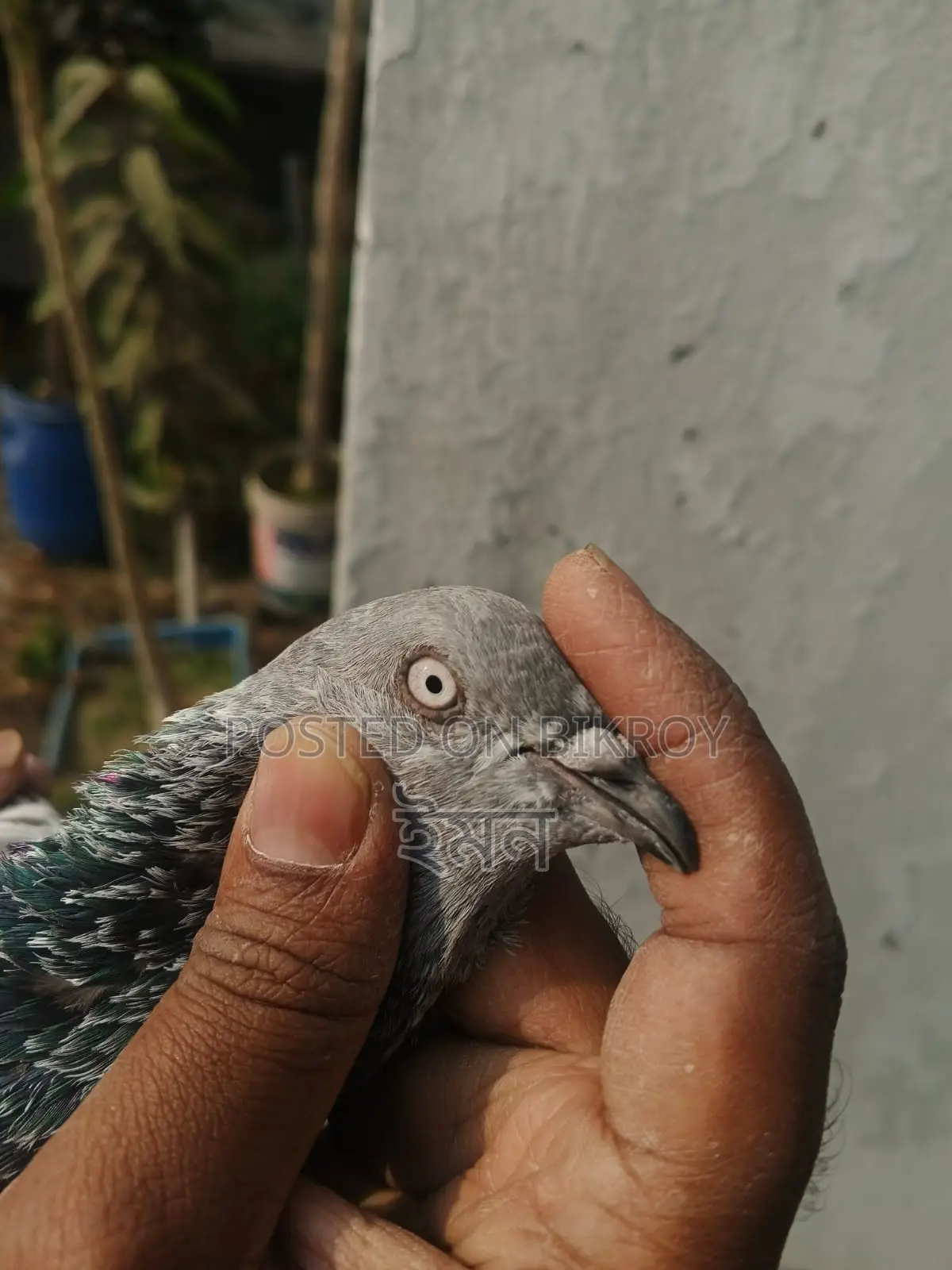 Pigeons for sale