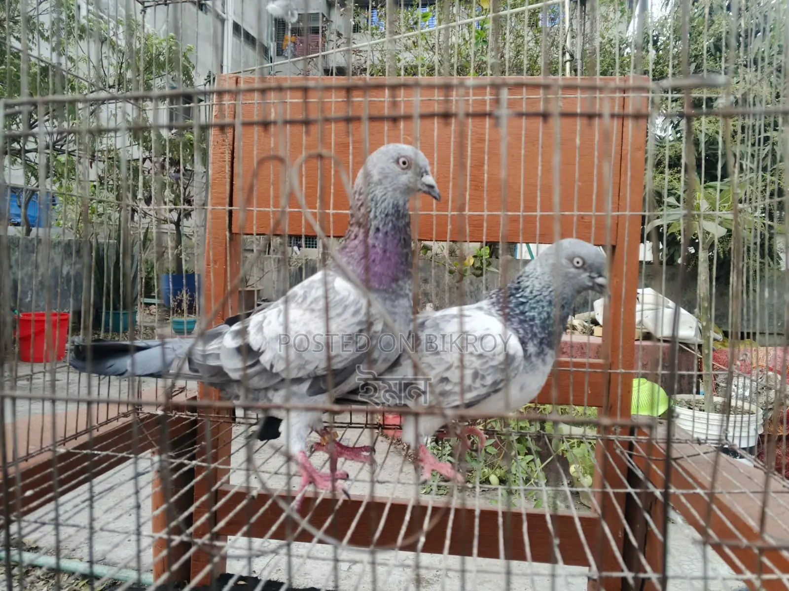Pigeons for sale