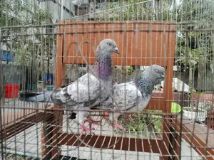 Pigeons for sale