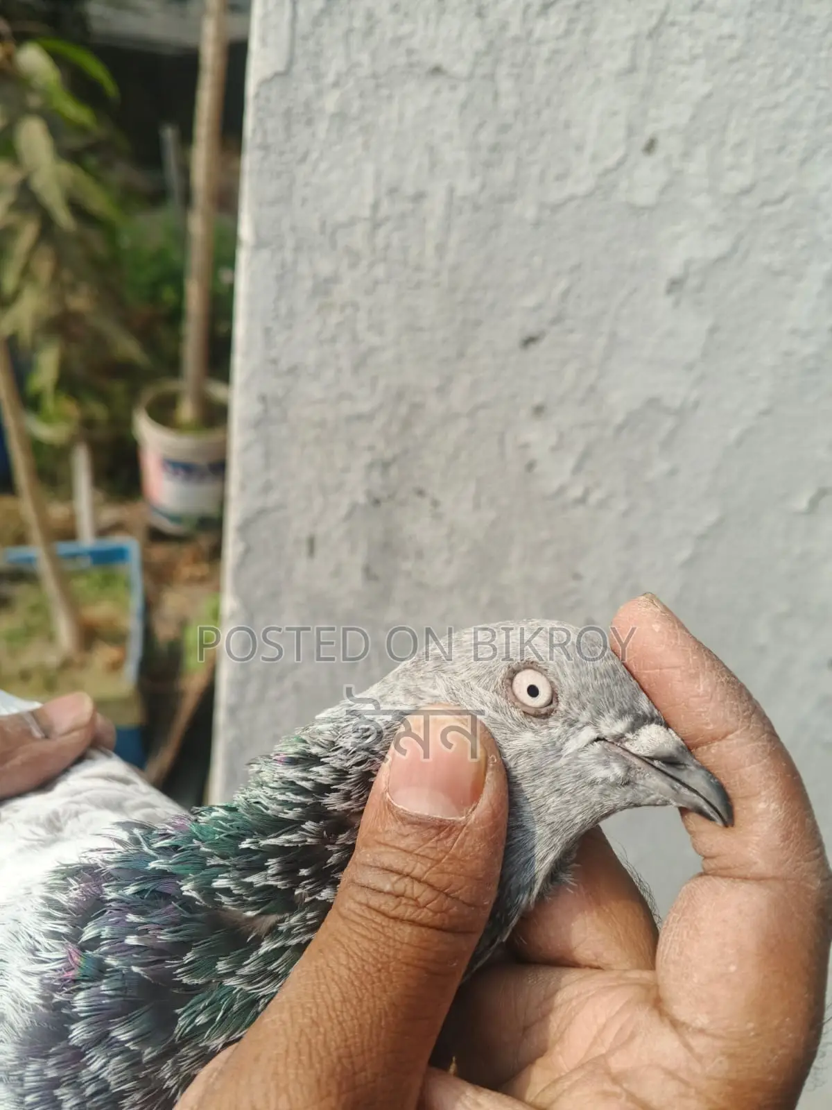 Pigeons for sale