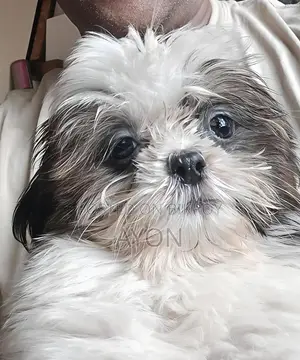 Shih Tzu Baby