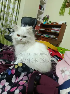 পারসিয়ান বিড়াল