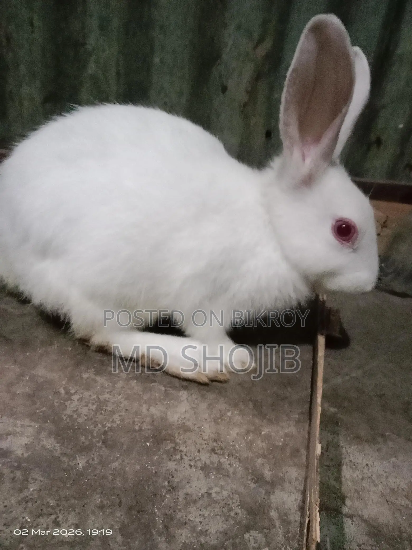White Rabbit