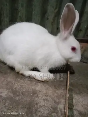 White Rabbit