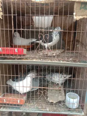 Pigeons