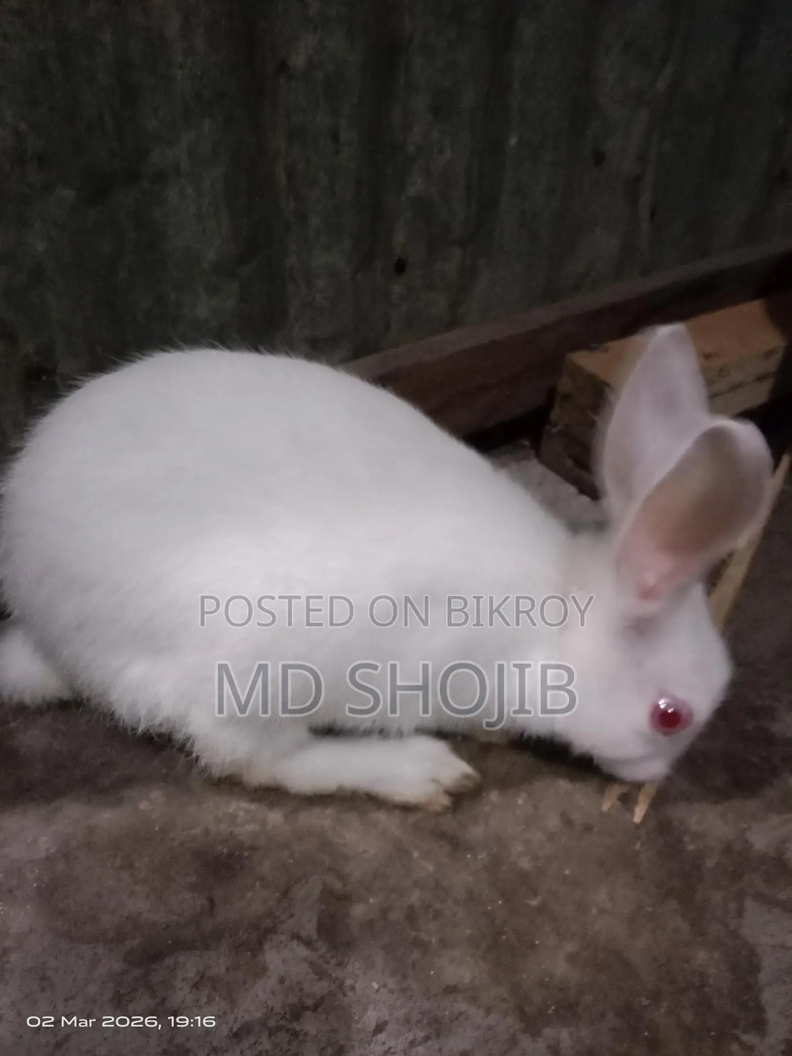 White Rabbit