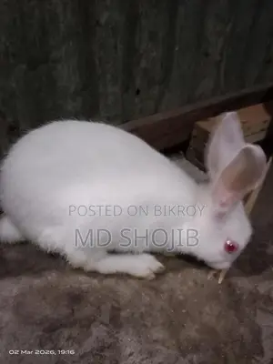 White Rabbit