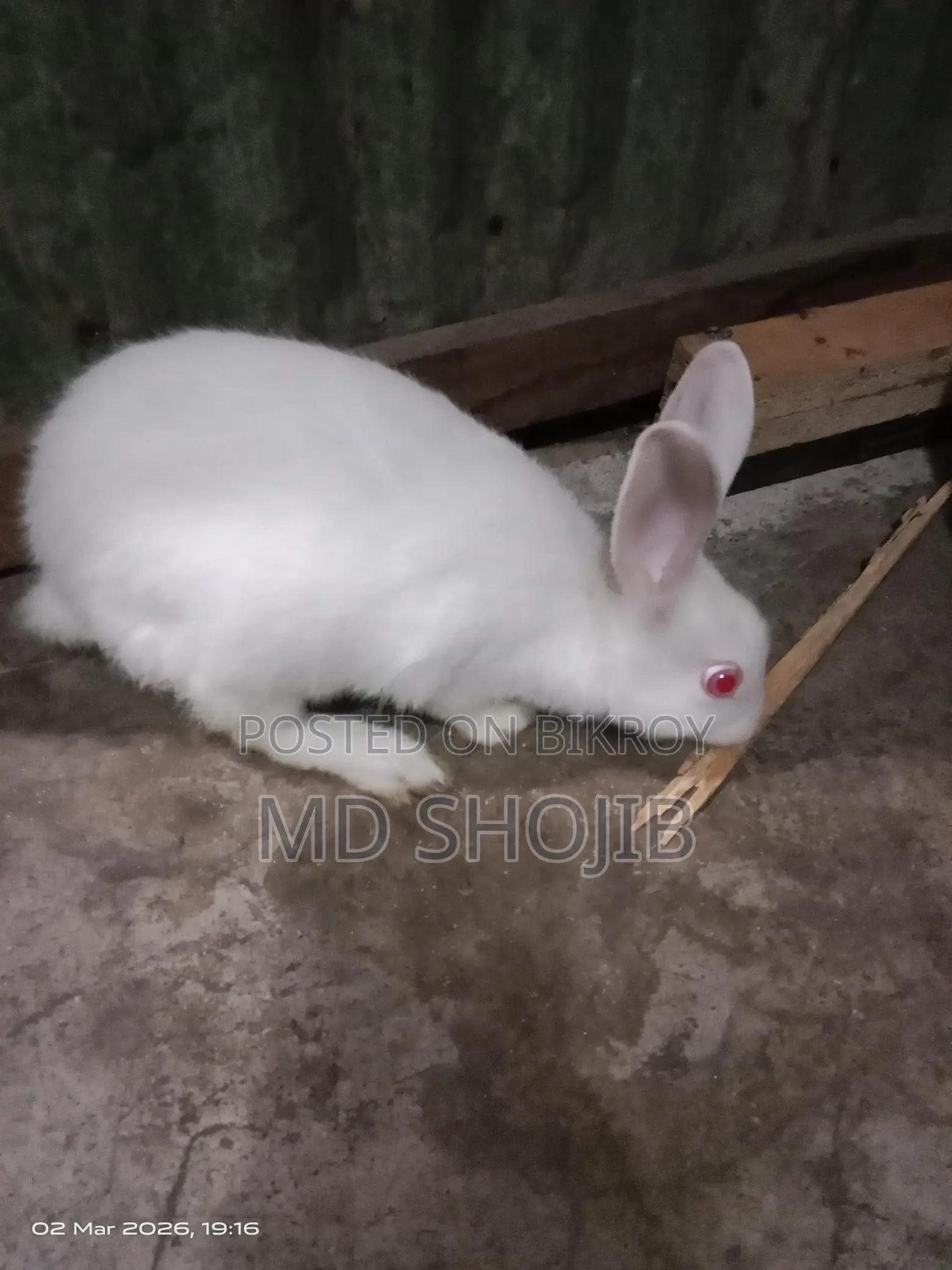 White Rabbit