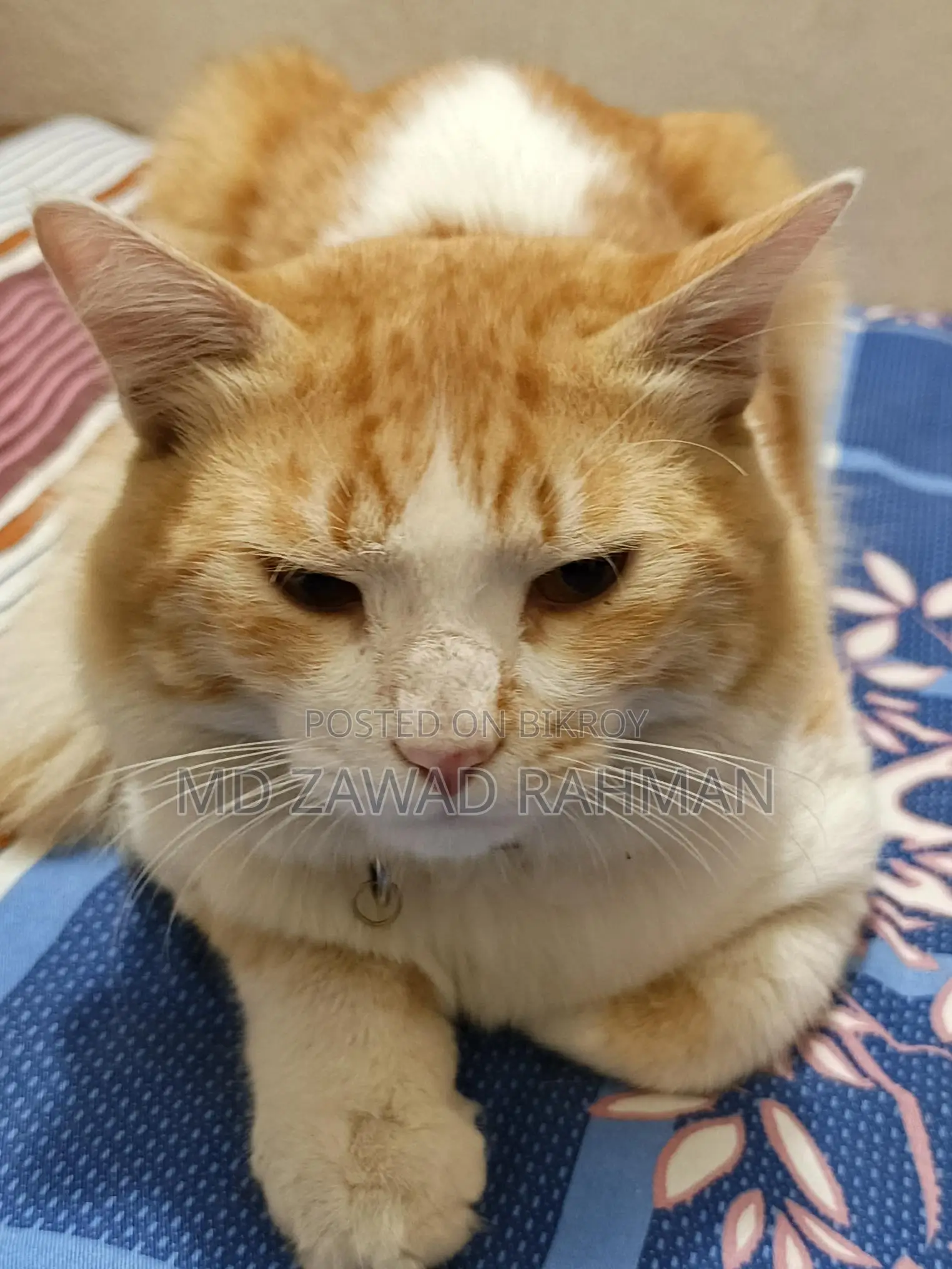 Tabby Cat