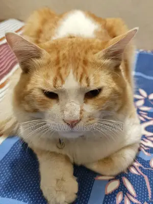Tabby Cat