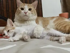 Tabby Cat
