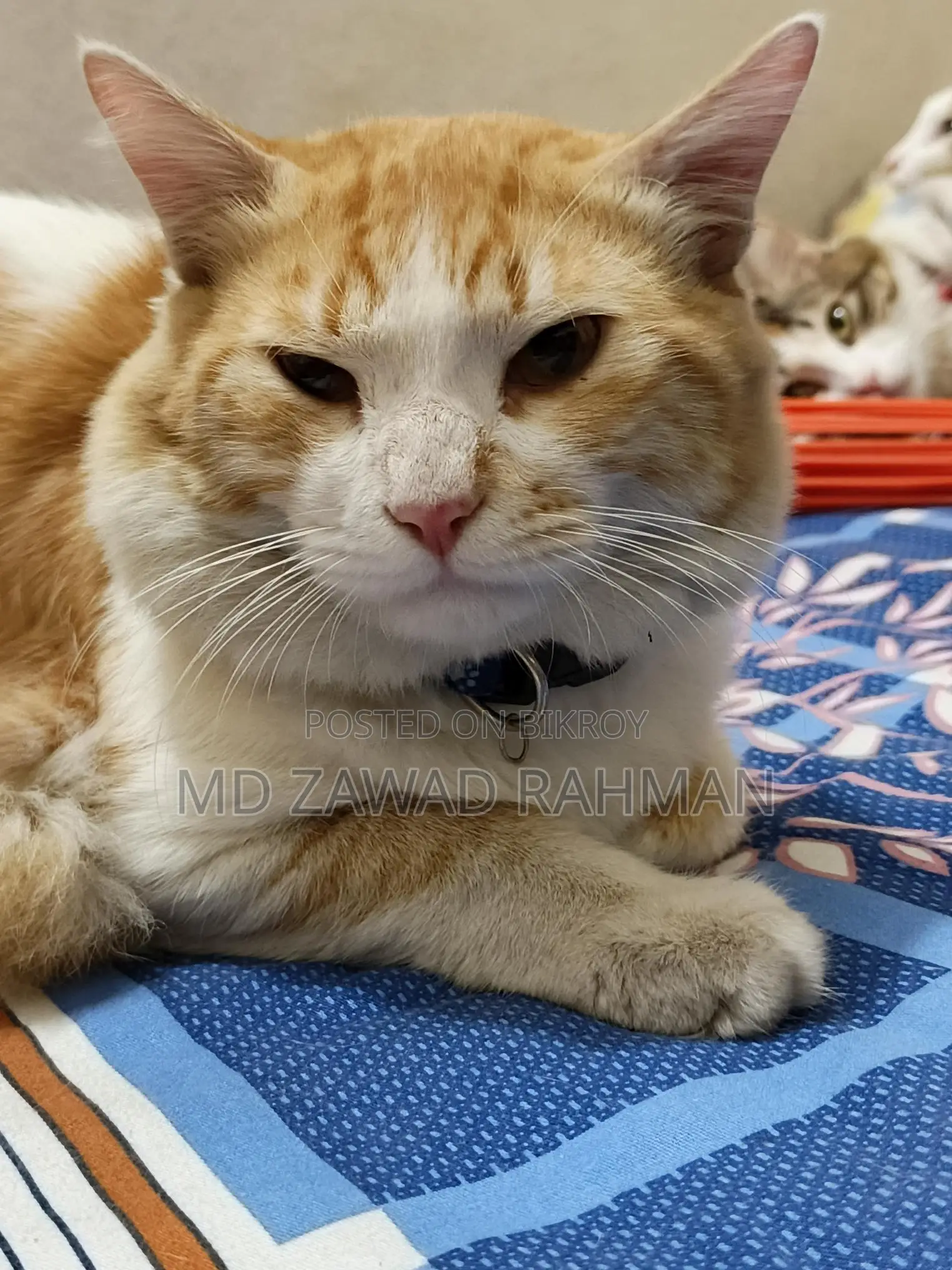 Tabby Cat