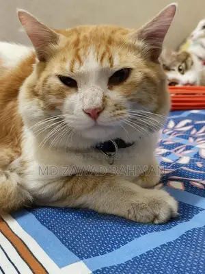 Tabby Cat