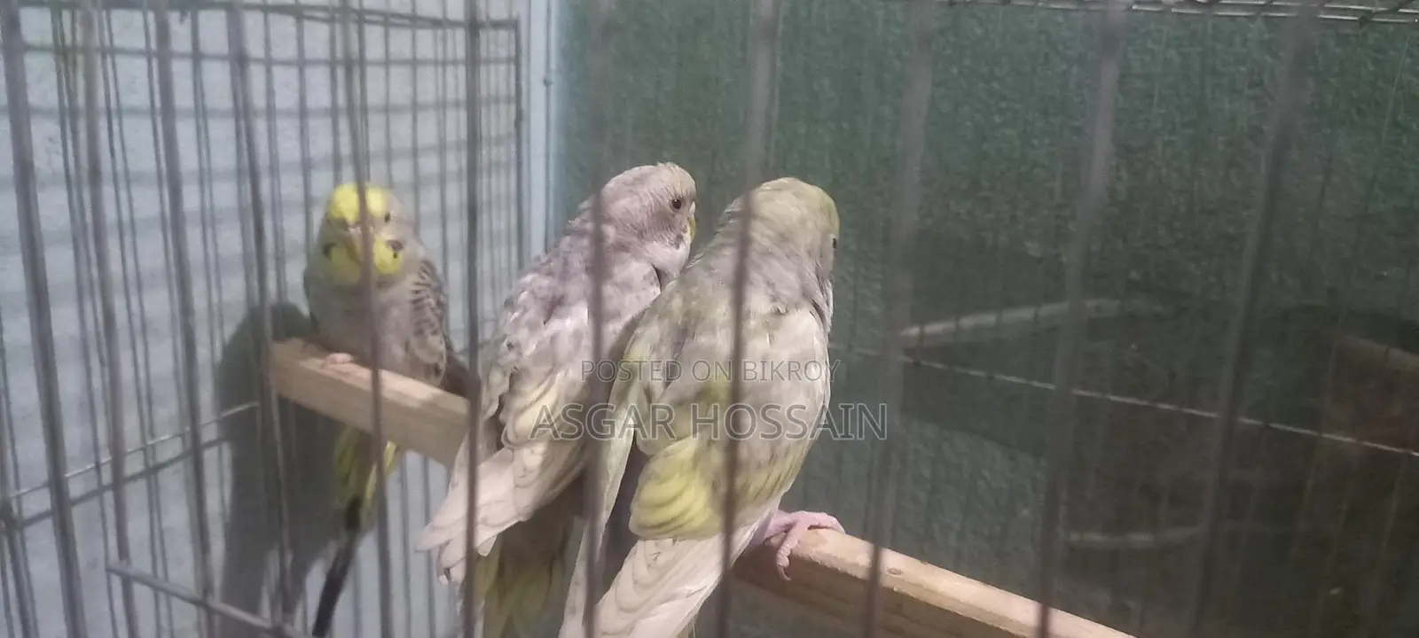 Budgies Running Pair..rainbow Bloodline