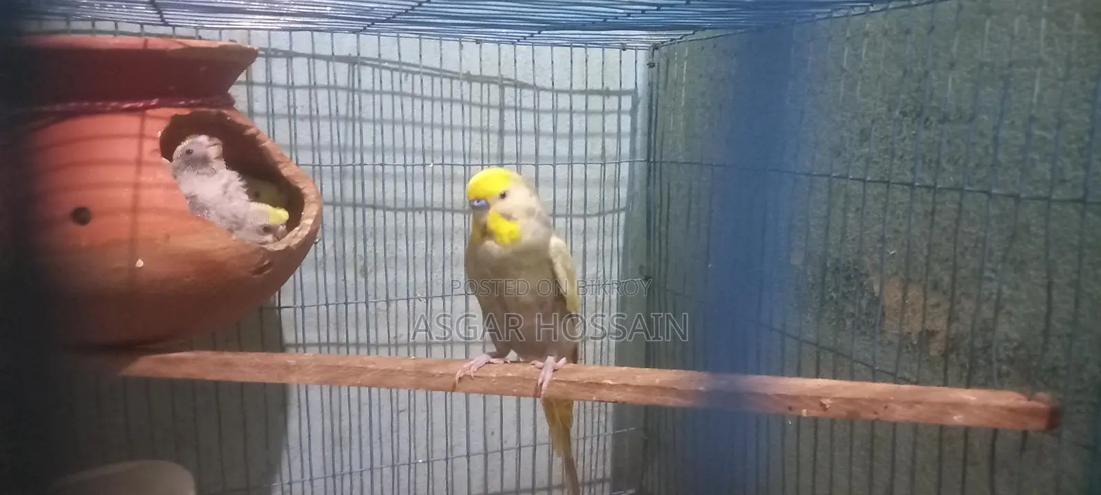 Budgies Running Pair..rainbow Bloodline