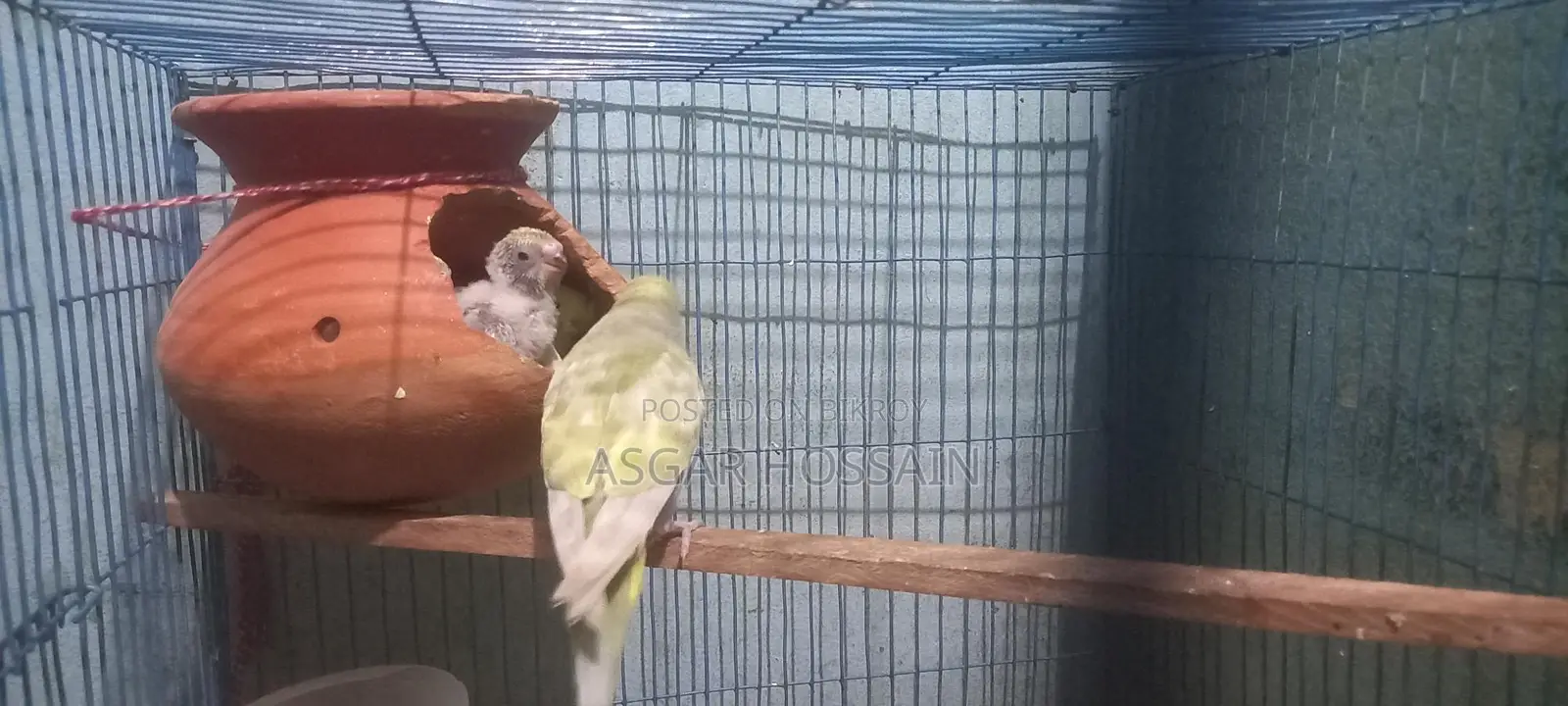 Budgies Running Pair..rainbow Bloodline
