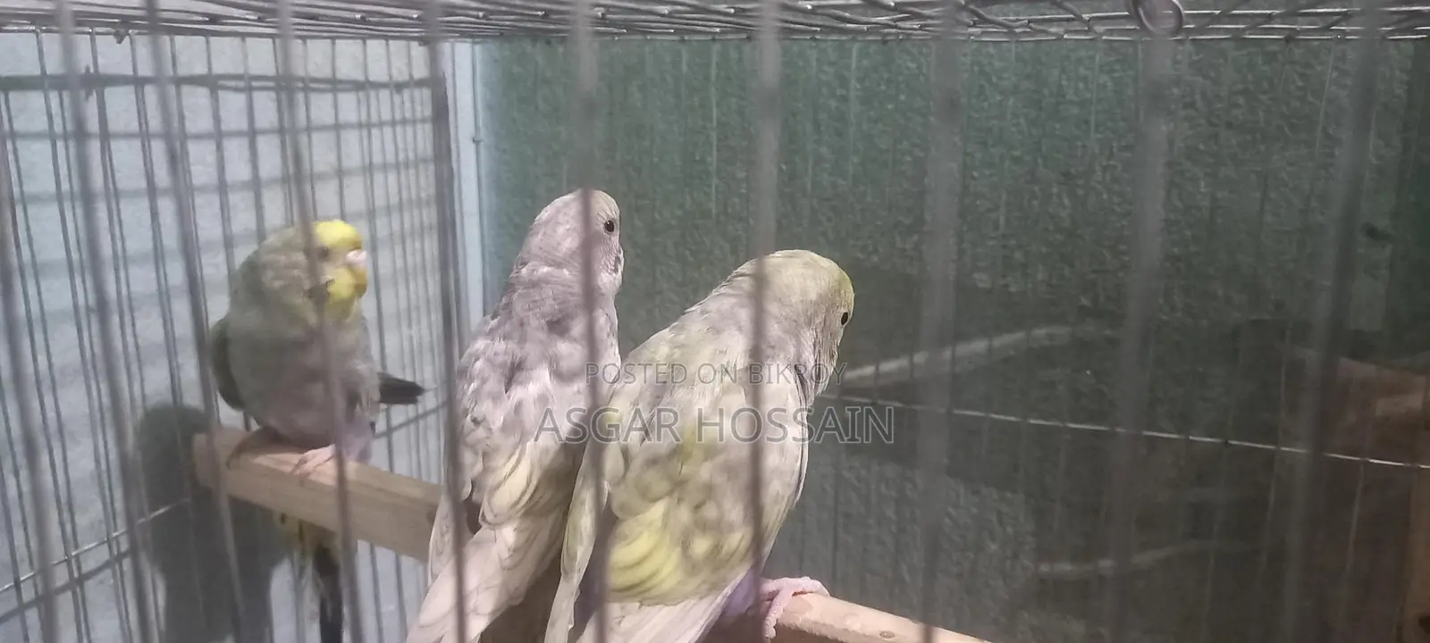 Budgies Running Pair..rainbow Bloodline