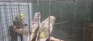 Budgies Running Pair..rainbow Bloodline
