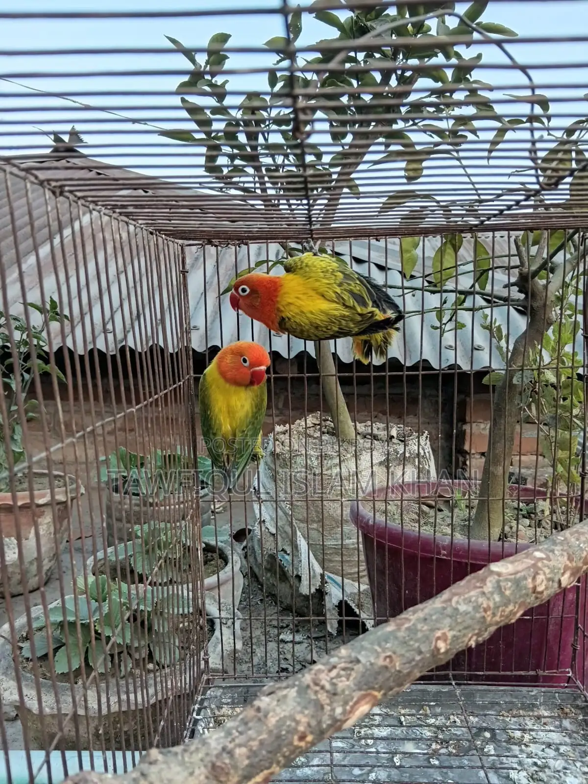 Green Euwing